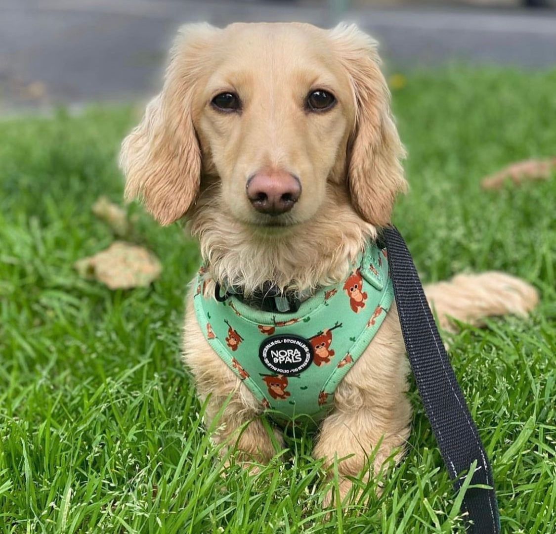 What's The Best Dachshund Harness? IMG 9398